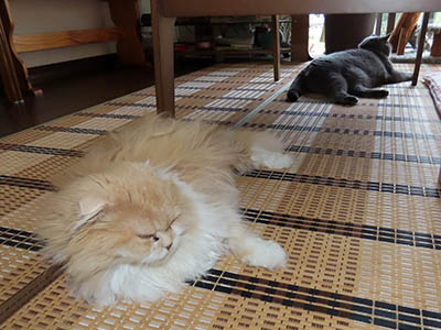 占い メール鑑定 ミーコ