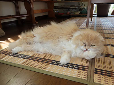 占い メール鑑定 ミーコ