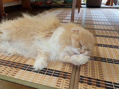 占い メール鑑定 ミーコ