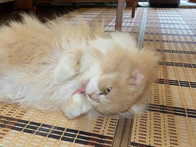 占い メール鑑定 ミーコ