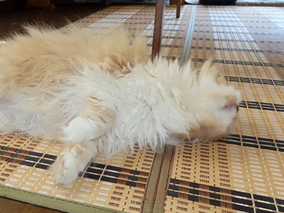 占い メール鑑定 ミーコ