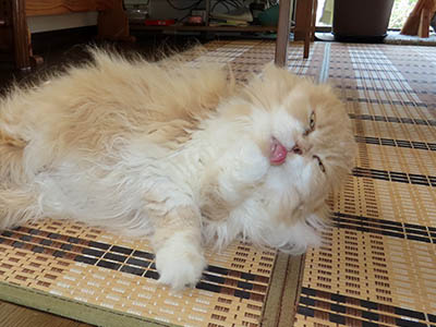 占い メール鑑定 ミーコ