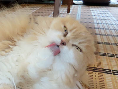 占い メール鑑定 ミーコ