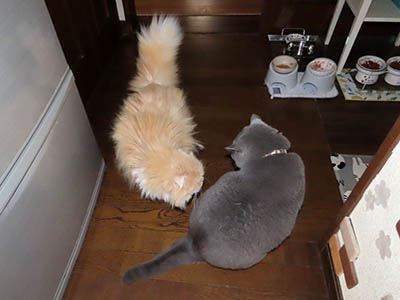 占い メール鑑定 ミーコ