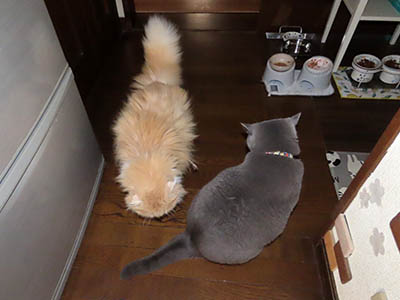 占い メール鑑定 ミーコ