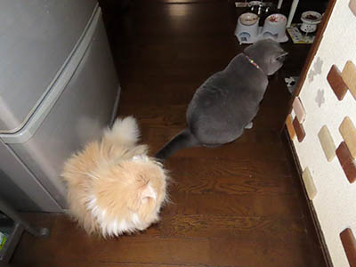 占い メール鑑定 ミーコ