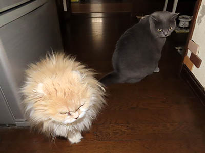 占い メール鑑定 ミーコ