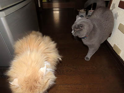 占い メール鑑定 ミーコ