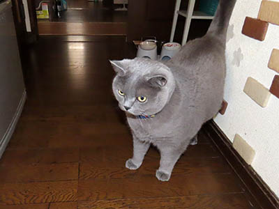 占い メール鑑定 ミーコ