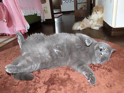 占い メール鑑定 ミーコ