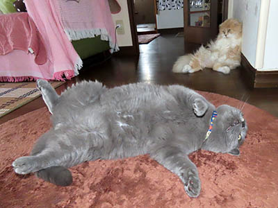 占い メール鑑定 ミーコ