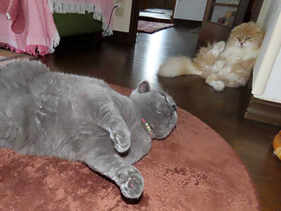 占い メール鑑定 ミーコ