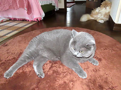 占い メール鑑定 ミーコ