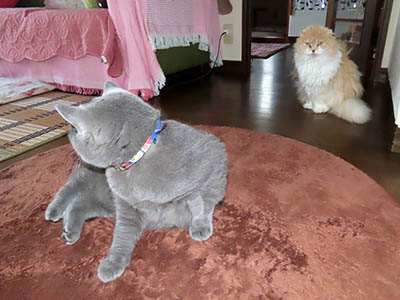 占い メール鑑定 ミーコ