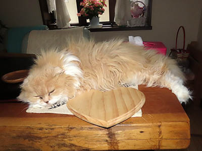 占い メール鑑定 ミーコ