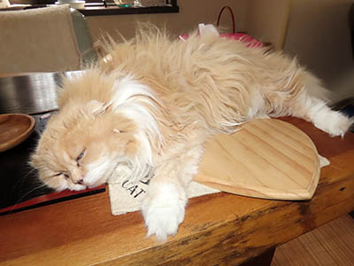 占い メール鑑定 ミーコ