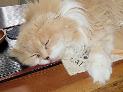 占い メール鑑定 ミーコ