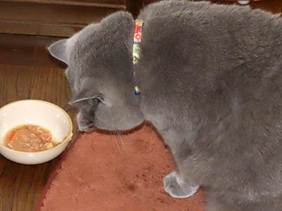 肢@[Ӓ@~[R