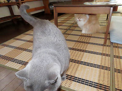 肢@[Ӓ@~[R
