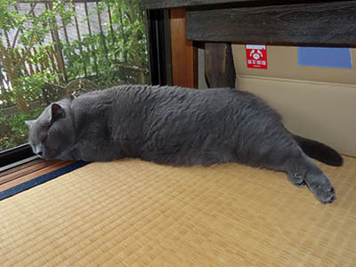 肢@[Ӓ@~[R