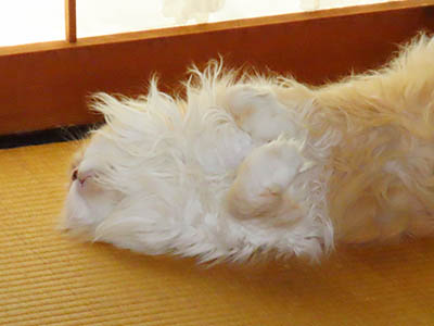 肢@[Ӓ@~[R