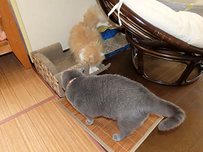 肢@[Ӓ@~[R