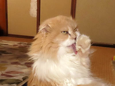 肢@[Ӓ@~[R