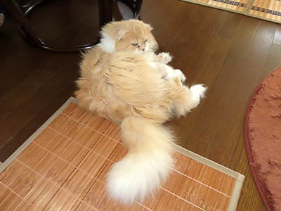 肢@[Ӓ@~[R
