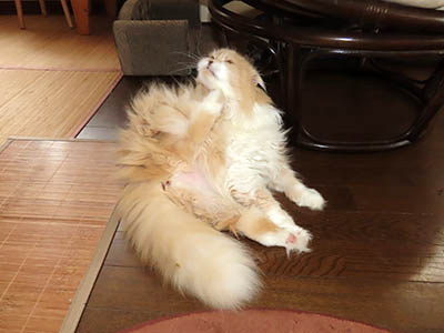 占い メール鑑定 ミーコ