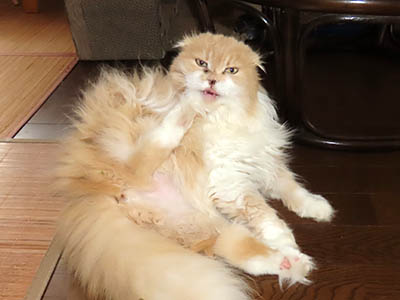 占い メール鑑定 ミーコ