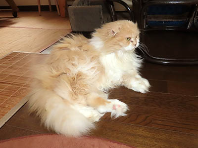 占い メール鑑定 ミーコ