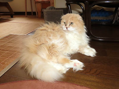 占い メール鑑定 ミーコ