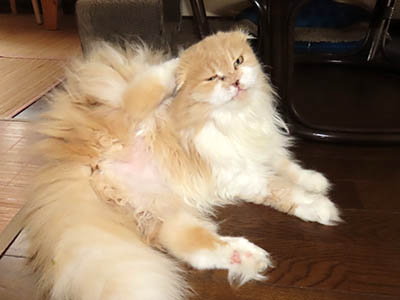 占い メール鑑定 ミーコ