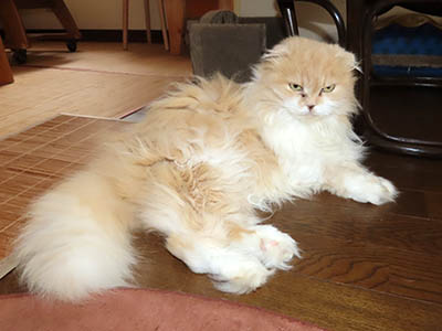 占い メール鑑定 ミーコ