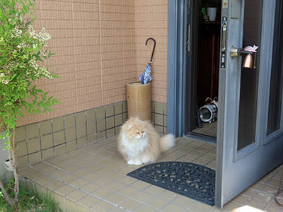 占い メール鑑定 ミーコ