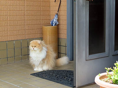 占い メール鑑定 ミーコ