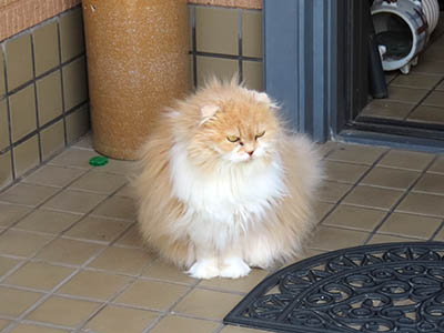 占い メール鑑定 ミーコ