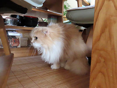 占い メール鑑定 ミーコ