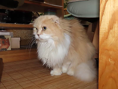 占い メール鑑定 ミーコ