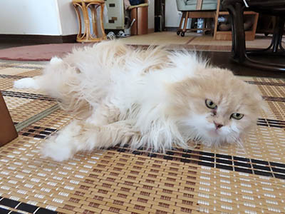 占い メール鑑定 ミーコ