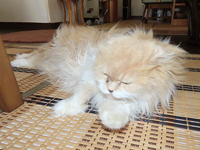 占い メール鑑定 ミーコ