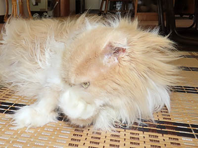 占い メール鑑定 ミーコ