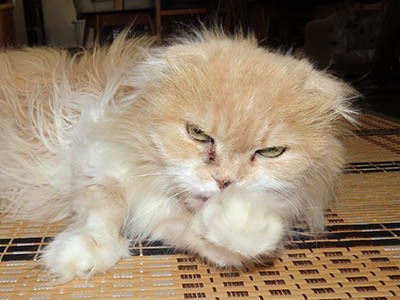 占い メール鑑定 ミーコ