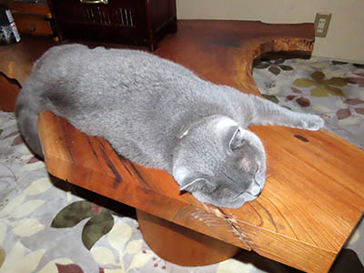 占い メール鑑定 ミーコ