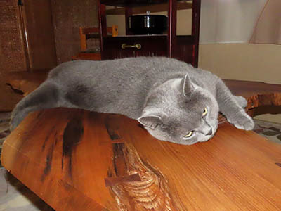 占い メール鑑定 ミーコ