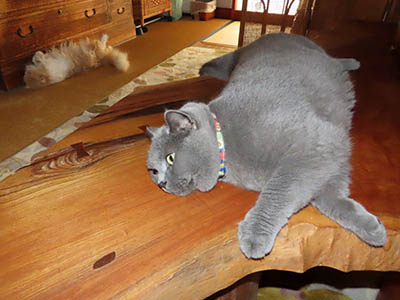 占い メール鑑定 ミーコ