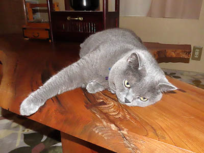 占い メール鑑定 ミーコ