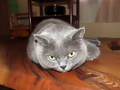 占い メール鑑定 ミーコ