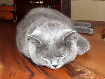 占い メール鑑定 ミーコ