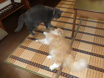 占い メール鑑定 ミーコ